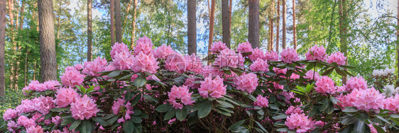 rhododendendron宏观图片