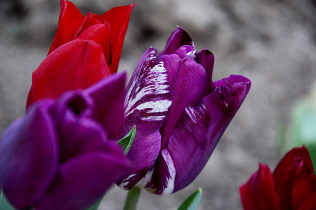 三朵春天郁金香花红色和紫色图片