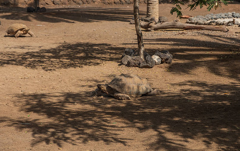 2019年10月在西班牙加那利群岛Fuerteventura的自然环境中的山龟Geocheloonepe图片