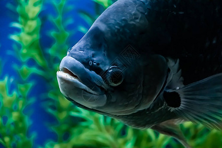 一条大型黑淡水鱼Osphrrononesmusgoramy缓慢游入蓝水中水下图片