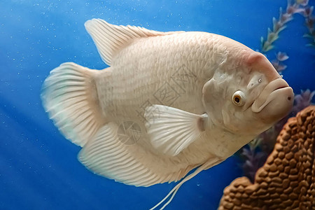 特写美丽的白色淡水鱼Osphronemusgoramy在蓝色的水中游泳水下选择聚焦图片