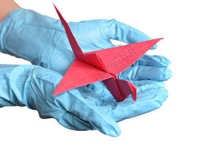 折纸鹤在手与橡胶手套在白色背景图片