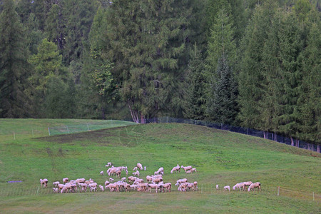 在高山草原上放牧的羊群有图片