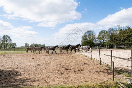 自然景观一群马的视图在一个阳光明媚的日子蓝天在草地上疾驰的盛装舞步和跳跃的种马配种动背景图片