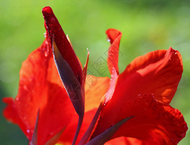 红花的自然背景露珠在模糊图片