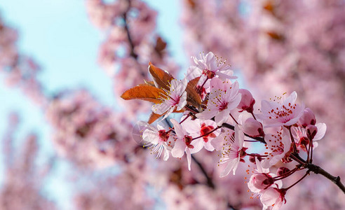 春天背景有粉红色的花朵美丽的自然场景图片