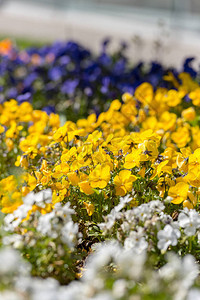 春天的春天花朵背景图片
