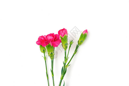 在白色背景上隔离的不同粉色康乃馨花束顶视图平躺假日卡3月8日图片