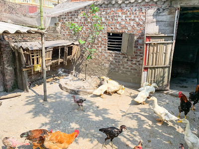 越南北部后院家禽养殖场的竹砖鸡舍背景图片