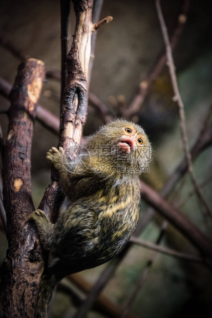 可爱又可爱的小猴子爬上树动物园图片