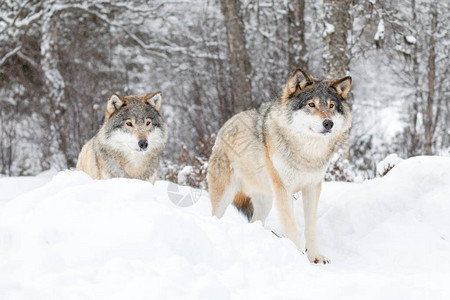 狼群中的两只大狼站在寒冬的森林里地上和图片