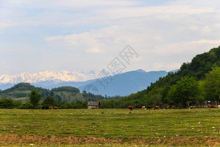 牧牛群放牧在高加索山图片