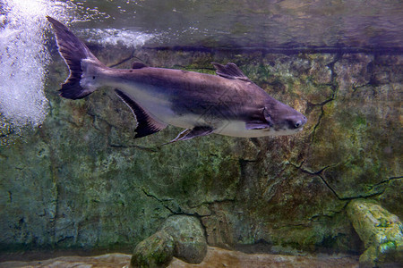 黑白鲨鱼Carcharhinusfepatus在水族馆游图片