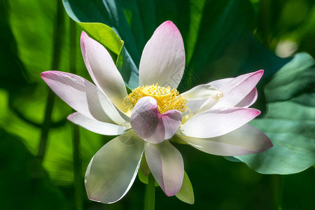 夏日花园水面上盛开的一朵精致的白色和粉色睡莲图片