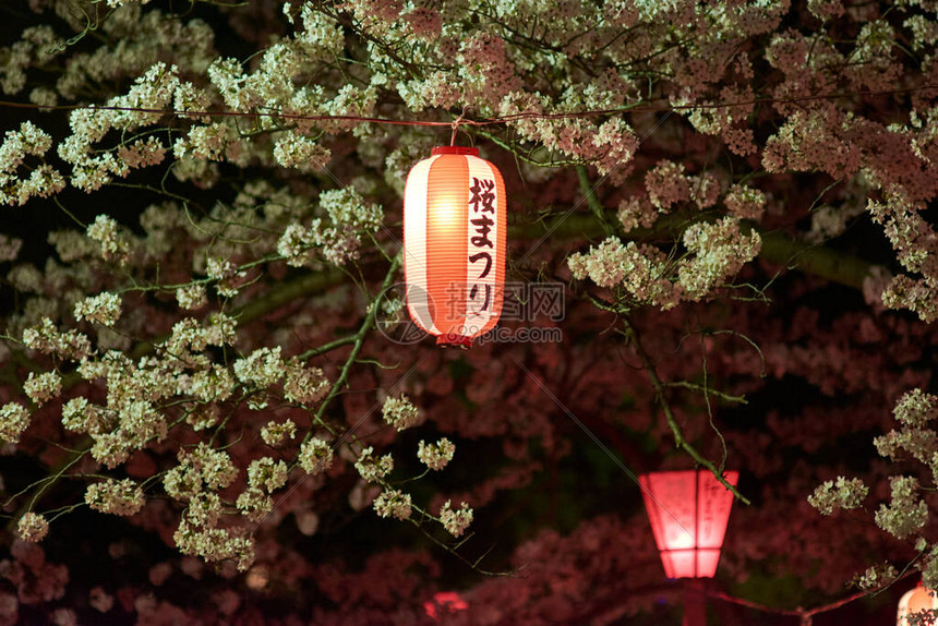 在日本华山樱花季节夜观樱yozozakuura时挂在Wakayama城堡公园的图片