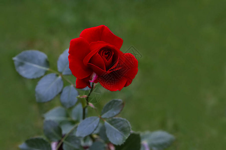 玫瑰花花海花园里开着红色的玫瑰花背景