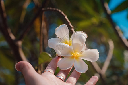 鸡蛋花或鸡蛋花盛开在女手背景特写花园里的树上中心有黄色的图片