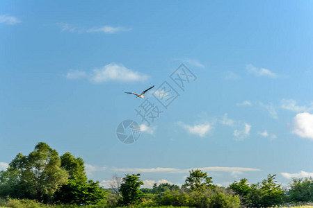 蓝天上飞翔的白鹭图片