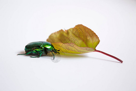叶子旁有金色甲虫的绿色大绿白背景图片