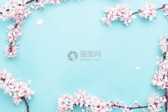 樱花盛开的花朵和可能在蓝色背景上的花卉质图片
