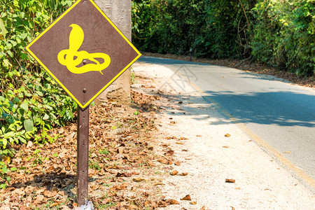 小心毒蛇在丛林森的路上叹图片