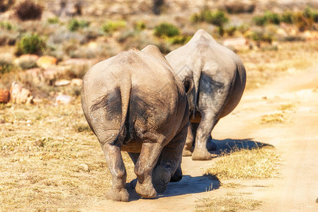 南非Weldgevonden野生动物保护区的图片