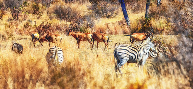 南非的Welgevonden野生动物保图片