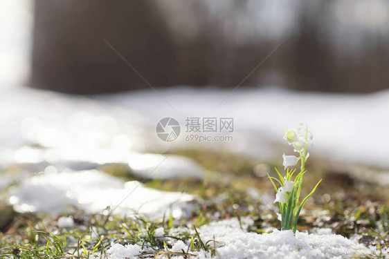 春天的第一朵花里的雪花莲是从雪中长出来的在春天的第一缕阳光下图片