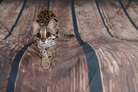 亚利山豹猫非常友好在背景上图片