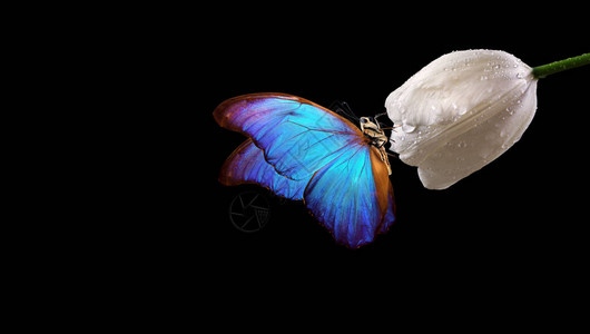 明亮的蓝色热带蝶上白色郁金香在水滴上孤立的黑色复制空间一朵花上的图片