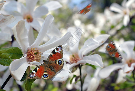 玉兰花上鲜艳的孔雀蝴蝶花上的蝴蝶盛开的花园图片