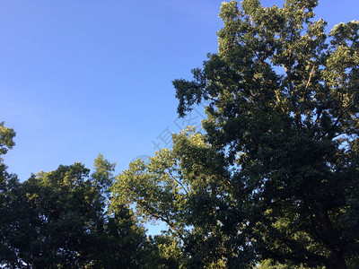 绿树蓝天空仰望着阳图片