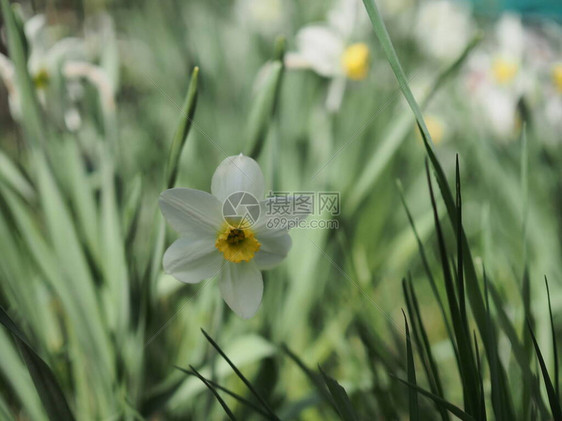 纳西苏斯花朵纳西索斯水仙花图片