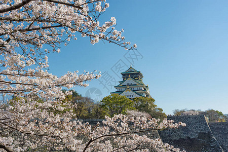 美丽的大阪城堡在日本大阪的樱花春季图片