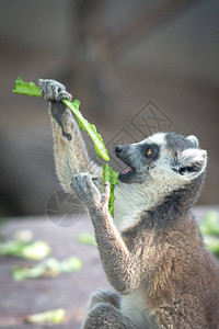 在北京动物园吃饭的环尾狐猴Lemur图片