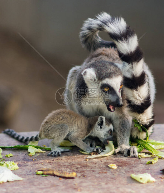 在北京动物园吃饭的环尾狐猴Lemur图片