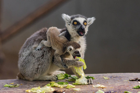 环尾狐猴Lemurcatta与婴儿狐猴在图片