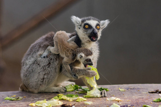 环尾狐猴Lemurcatta与婴儿狐猴在图片