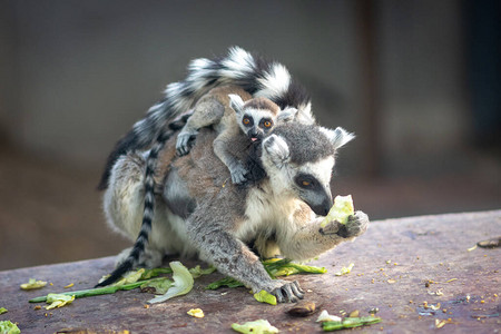 在北京动物园吃饭的环尾狐猴Lemur图片