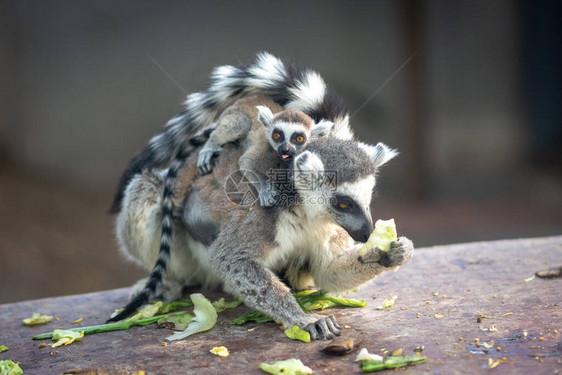 在北京动物园吃饭的环尾狐猴Lemur图片