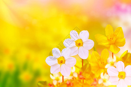 春天风景背下鲜艳多彩的水仙花图片