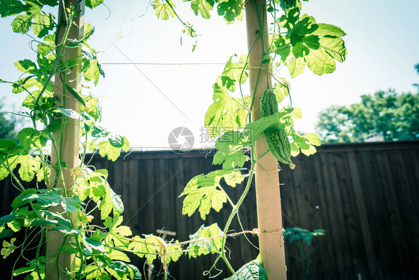 后院花园有木栅栏和种植苦瓜植物花卉和水果美国德克萨斯州达拉斯附近后院花园的本土图片