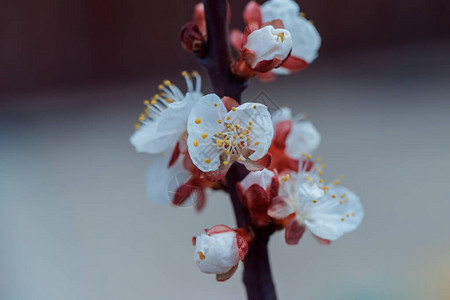 杏花盛开果树开花图片