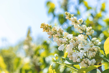 白丁香开花分支春天春天盛开的白色丁香花盛开图片