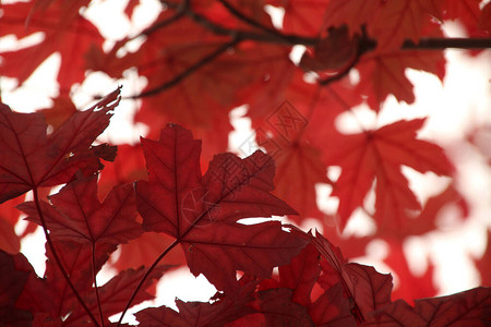 秋天颜色的森林景观图片