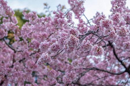 樱花或樱花粉红花背景图片