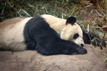 在北京动物园睡觉图片