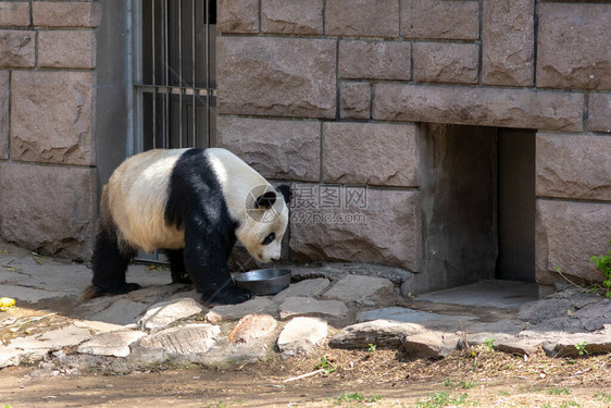 在北京动物园吃图片