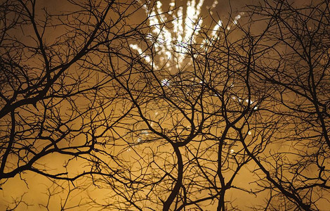 散景除夕树爆炸火阿姆斯特丹图片