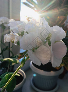 窗户上的白色天竺葵室内花图片